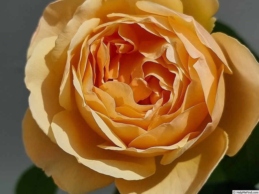 'AUSjo' rose photo