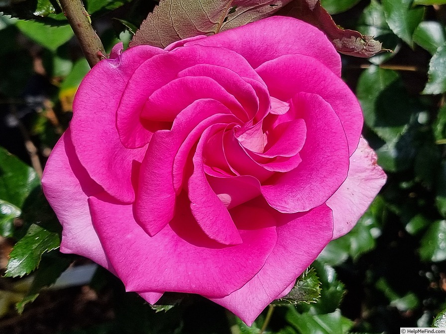 'Parfum Royal ®' rose photo