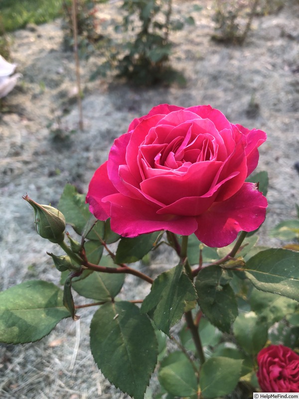 'American Legacy' rose photo