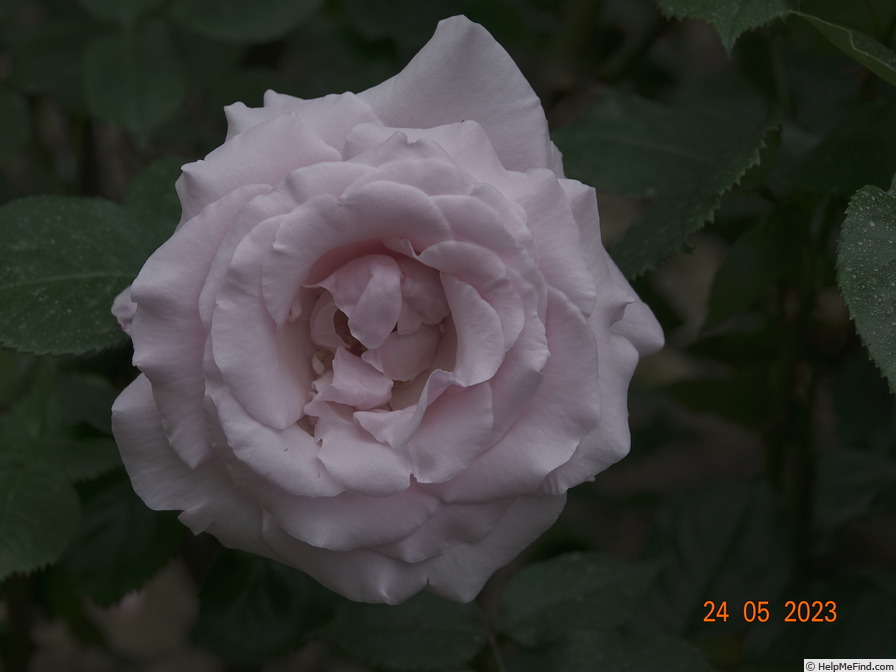 'Anna Pavlova (hybrid tea, Beales, 1981)' rose photo