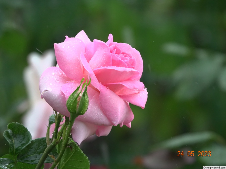 'La Fontaine aux Perles ®' rose photo