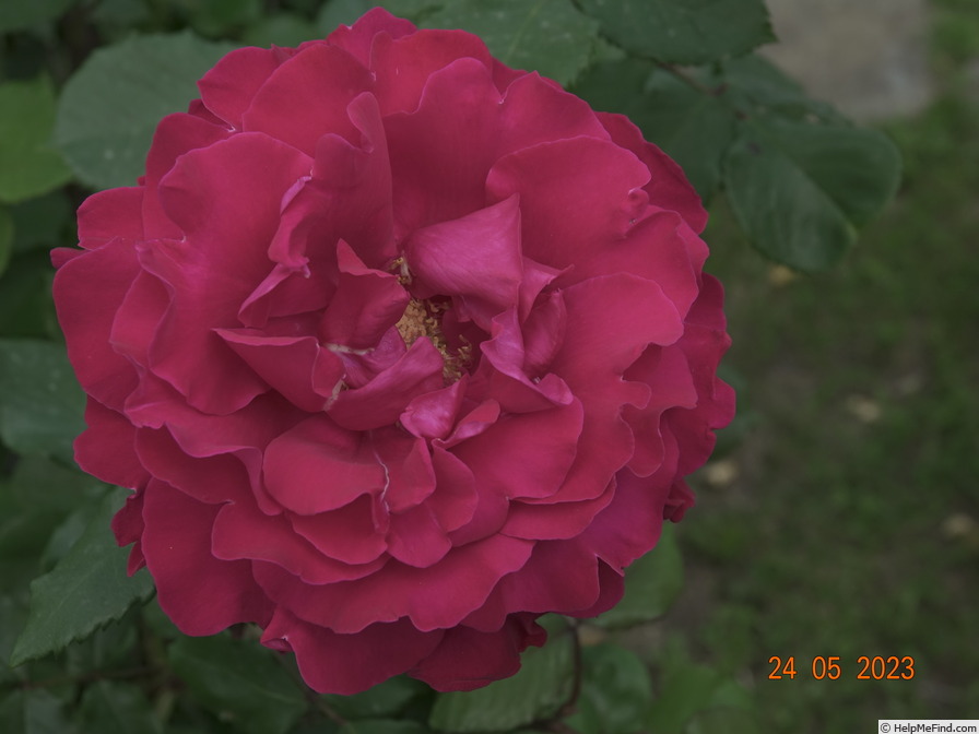 'Victor Hugo (hybrid perpetual, Schwartz 1884)' rose photo