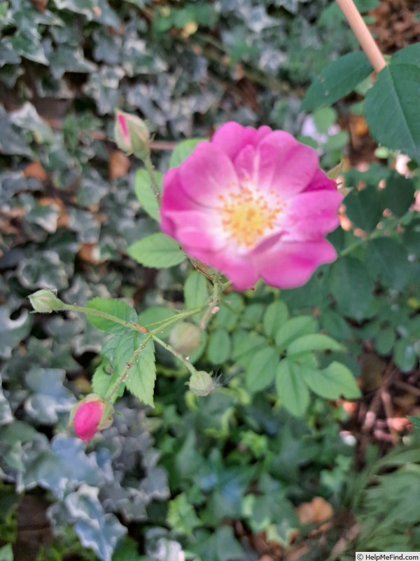 'Blush Rambler' rose photo