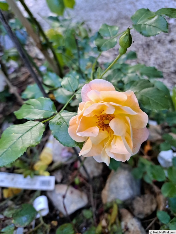 'Calizia ®' rose photo