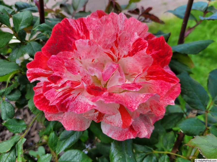 'Hanky Panky (floribunda, Carruth, 2000)' rose photo
