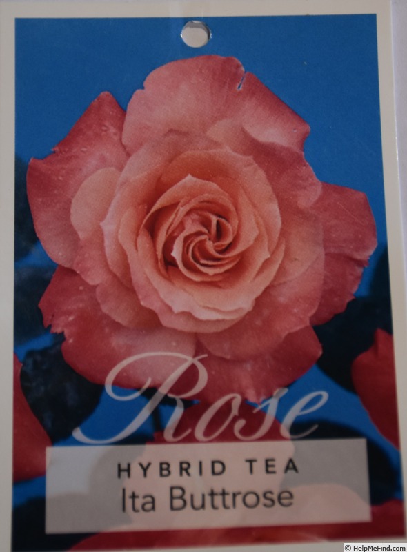 'Ita Buttrose' rose photo