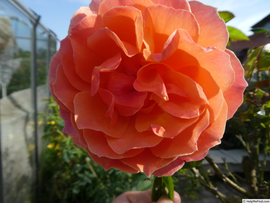 'Fellowship (floribunda, Harkness before 1988)' rose photo