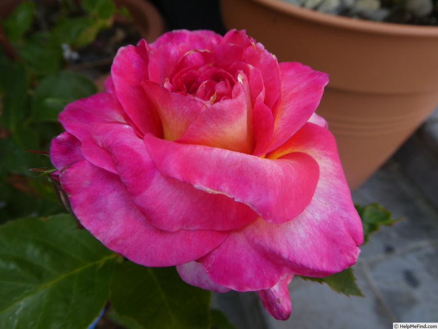 'Gorgeous™ (hybrid tea, Olesen/Poulsen, 2012)' rose photo