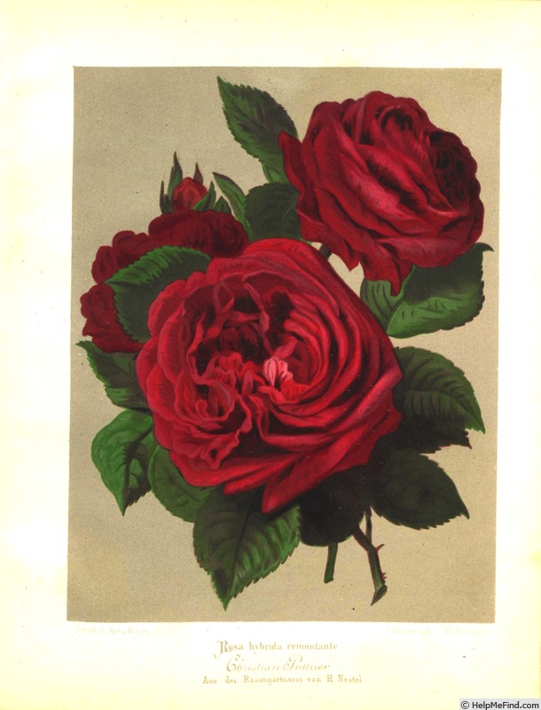 'Christian Püttner' rose photo
