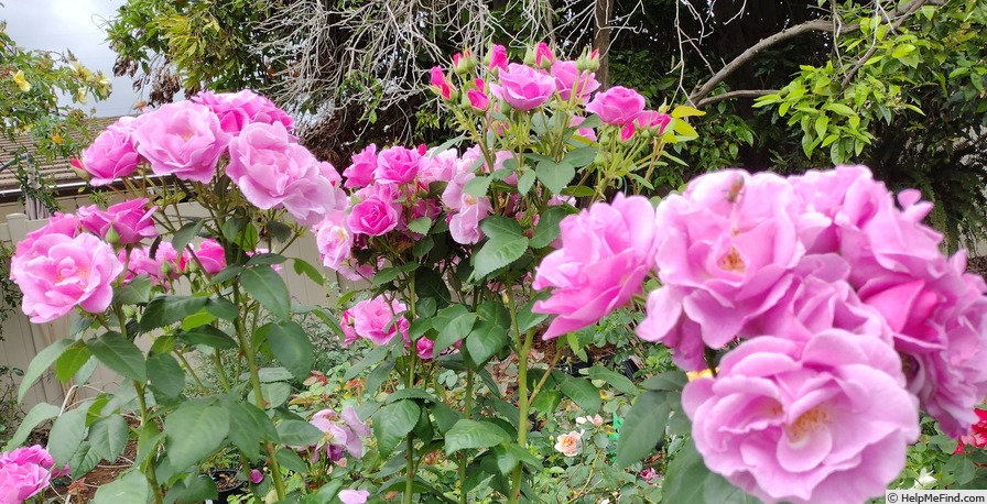 'Lucky (floribunda, Fryer, 2007)' rose photo