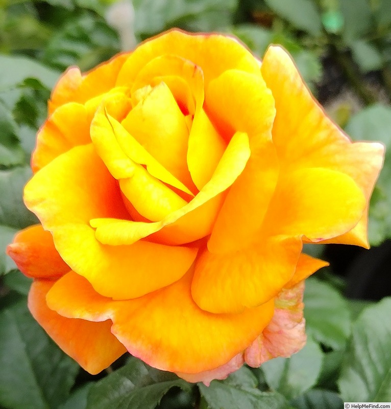 'Goldflame' rose photo