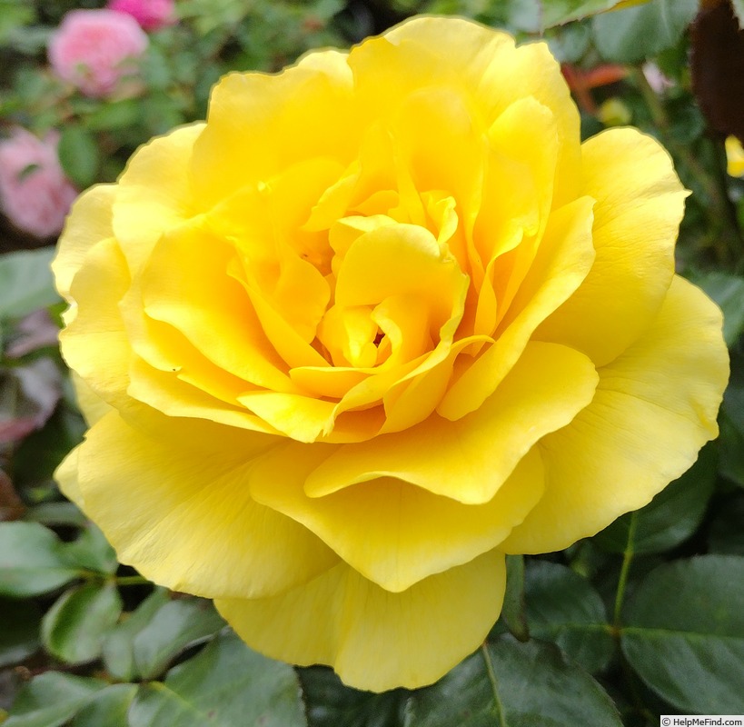 'Sparkle & Shine' rose photo