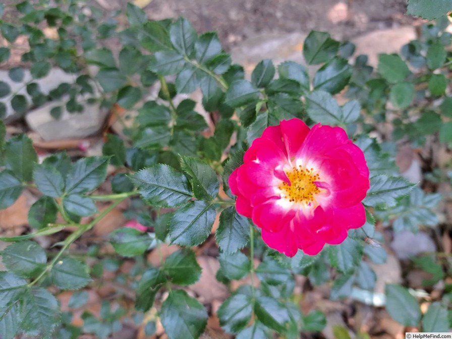 'Charmant ™ (miniature, Kordes 1998)' rose photo