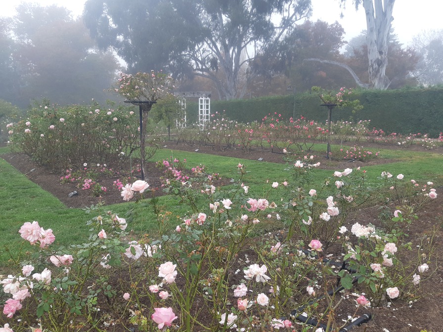 'Old Parliament House Gardens - Ladies Rose Garden'  photo