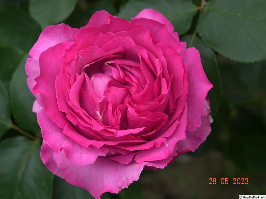 'Yves Piaget ®' rose photo