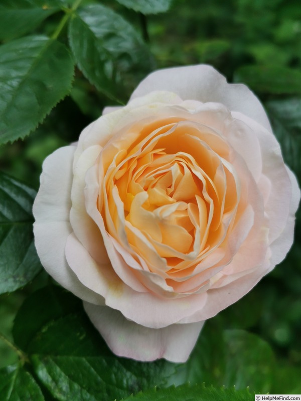 'Silent Lucidity' rose photo