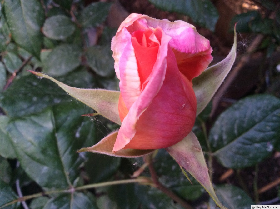 'Signora' rose photo