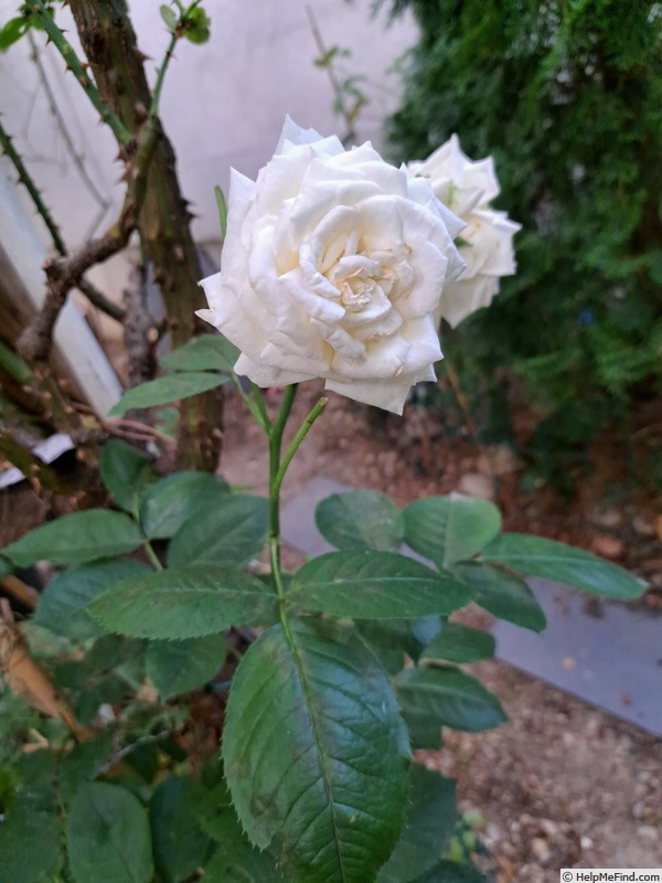 'Crémet d'Anjou ®' rose photo