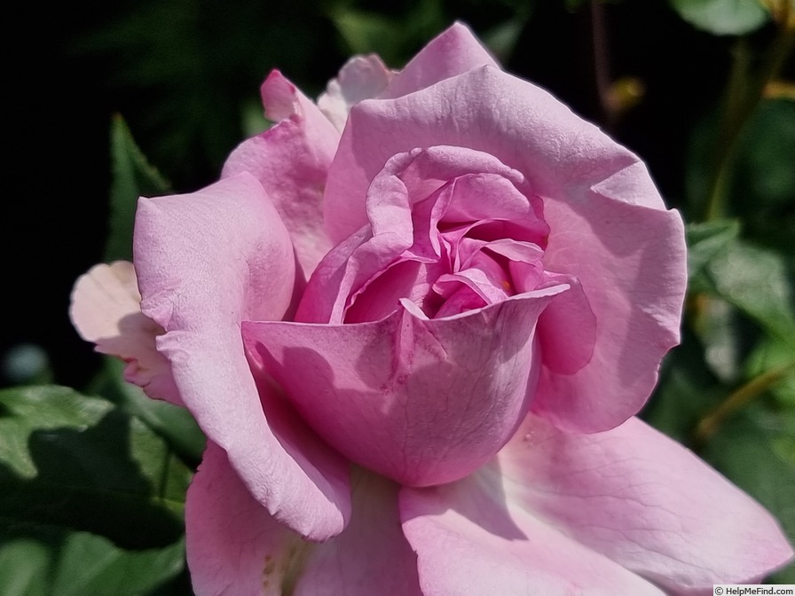 'Königin Marie' rose photo