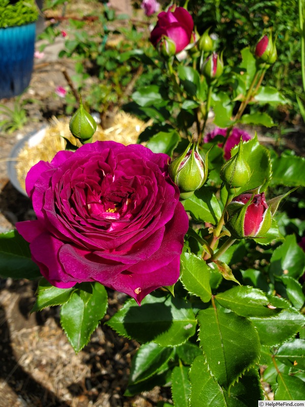 'Ebb Tide ™ (floribunda, Carruth 2001)' rose photo