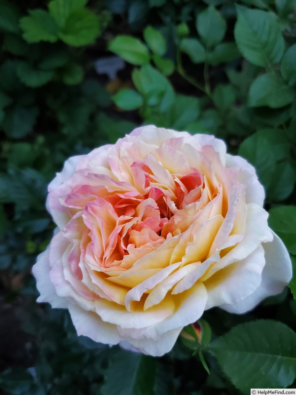 'La Park' rose photo