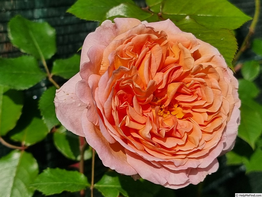'Candy Rain' rose photo