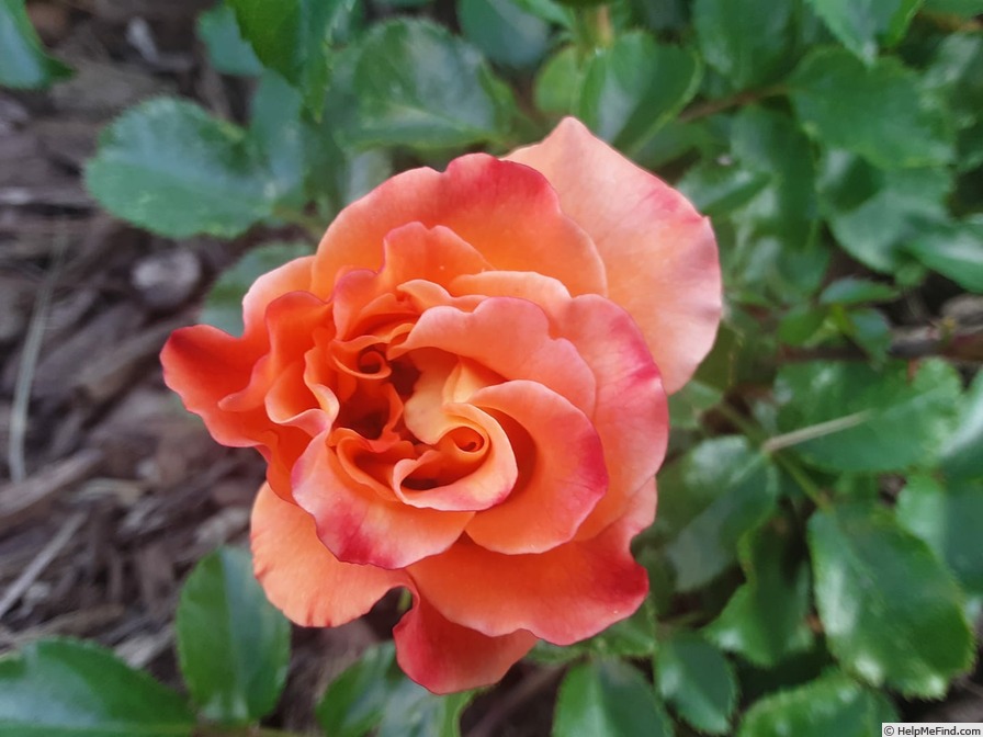 'Suñorita ™' rose photo