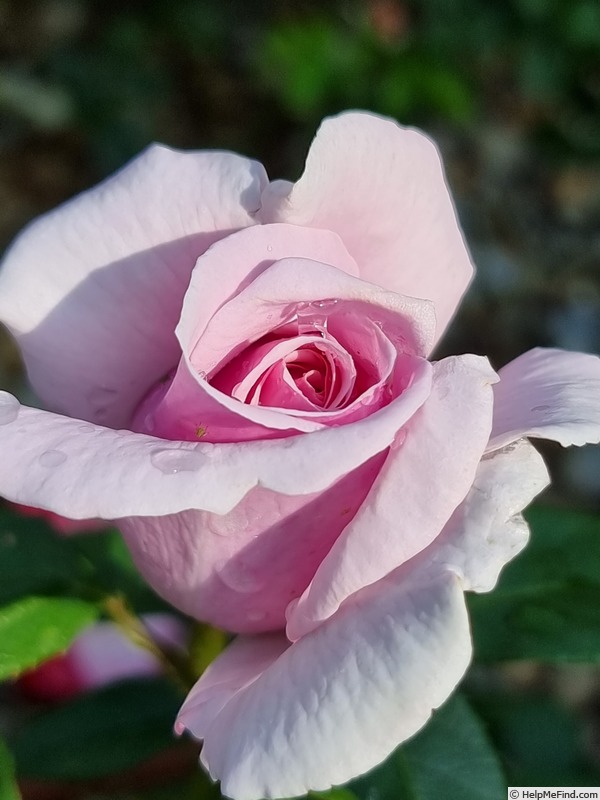 'Pacific Blue ® (hybrid tea, Tantau, 2019)' rose photo