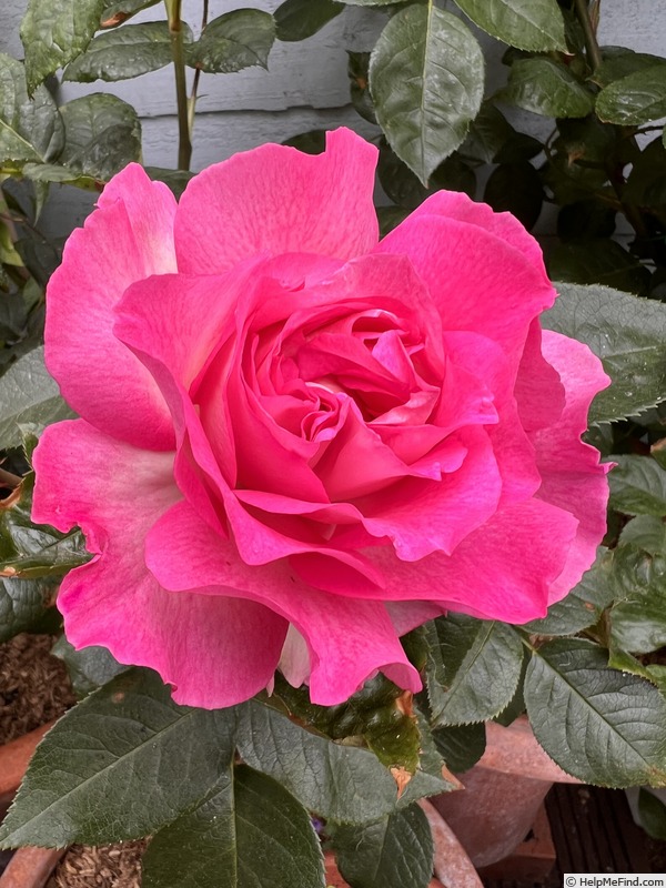 'Bornéo Odore ®' rose photo