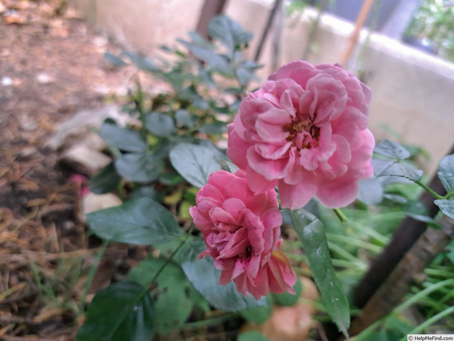 'Les Quatre Saisons ® (shrub, Meilland 2003)' rose photo
