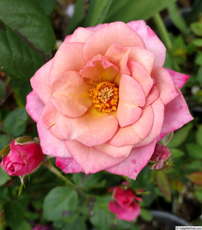 'Chipmunk (miniature, Chaffin 1991)' rose photo