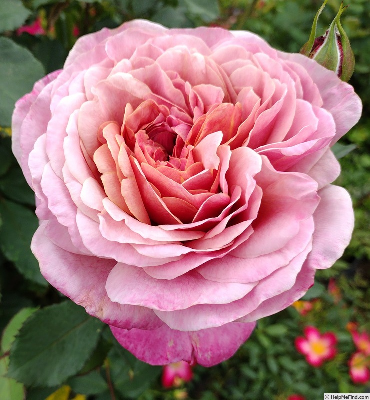 'Queen of Elegance ™' rose photo