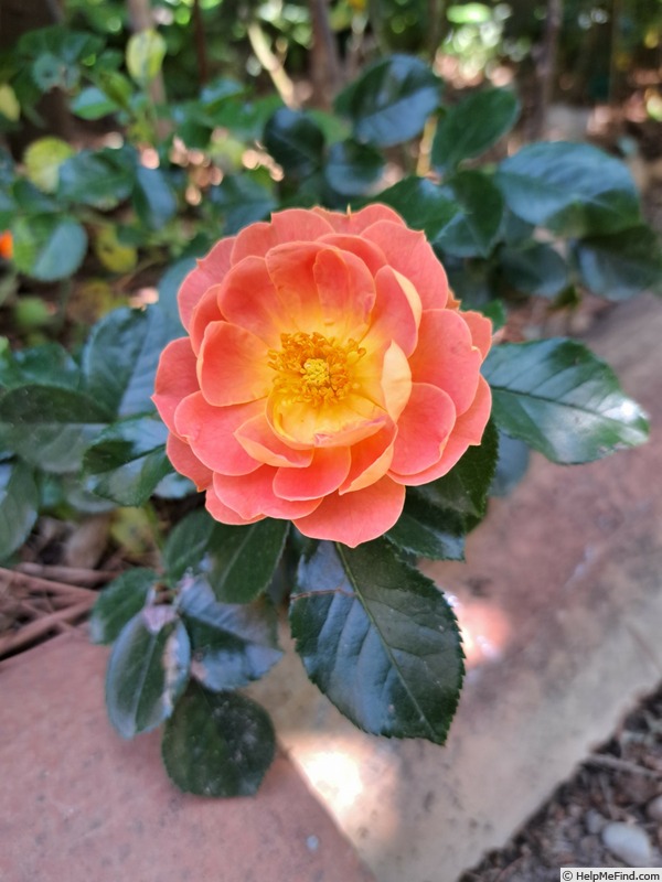 'Bee's Paradise ® Mango' rose photo