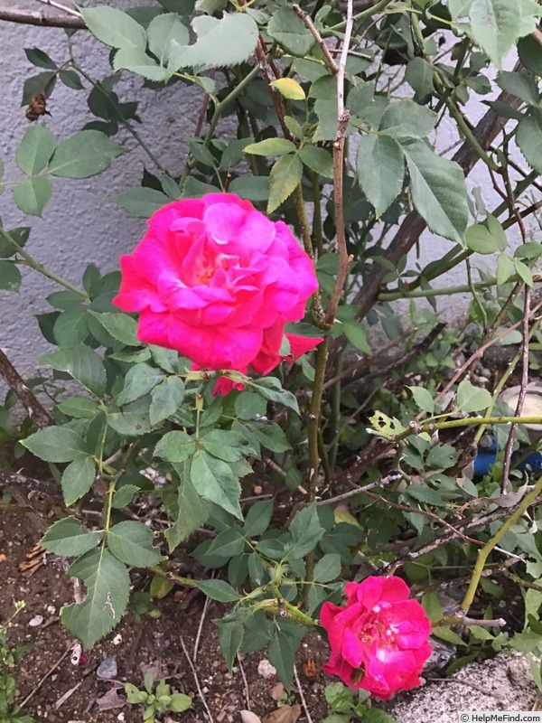 'R. chinensis' rose photo