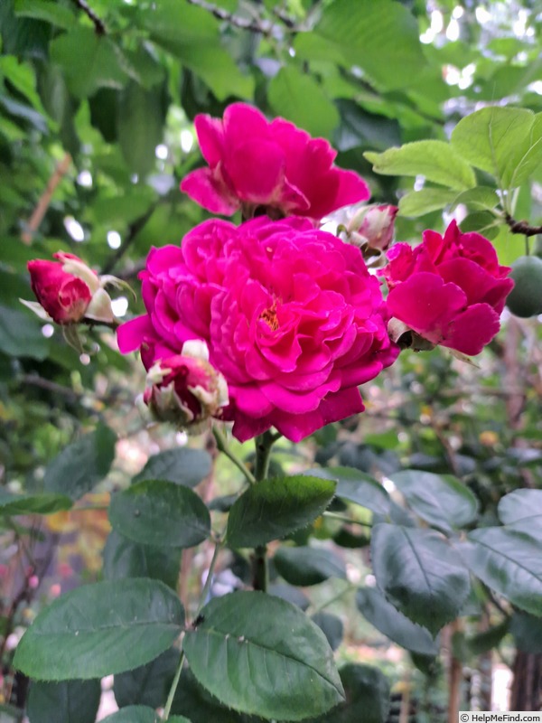 'Purple Voluptia ®' rose photo