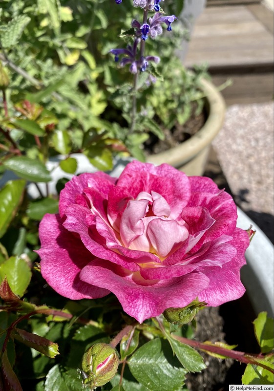 'Palatina' rose photo