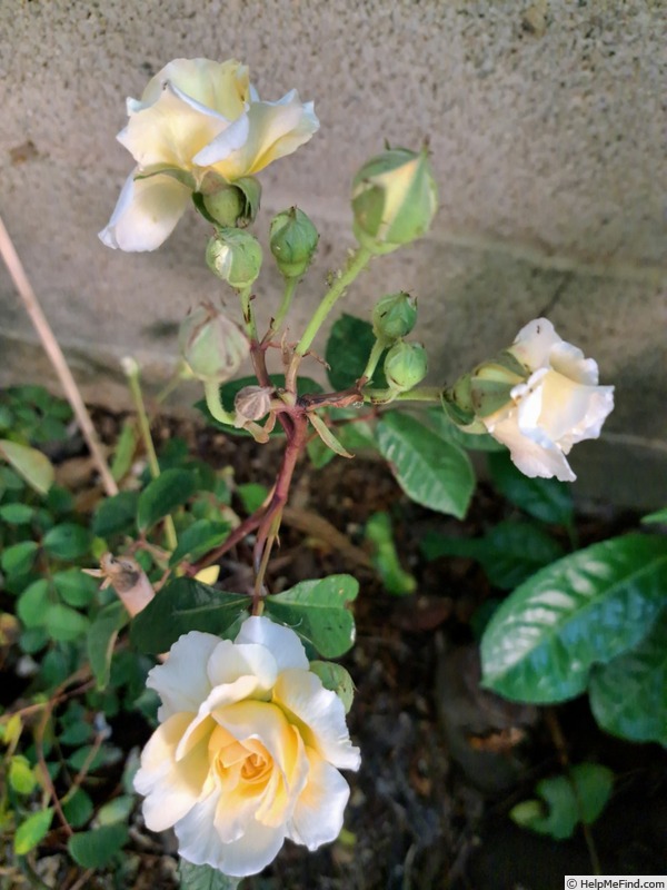 'Buff Beauty (Hybrid Musk, Bentall, 1939)' rose, click to enlarge 'Buff Beauty (Hybrid Musk, Bentall, 1939)' rose photo