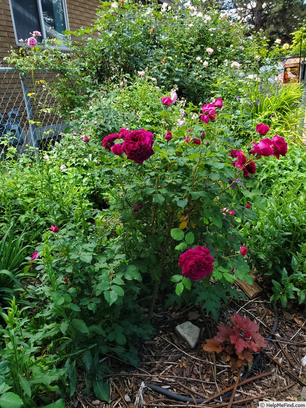 'Munstead Wood ®' rose photo