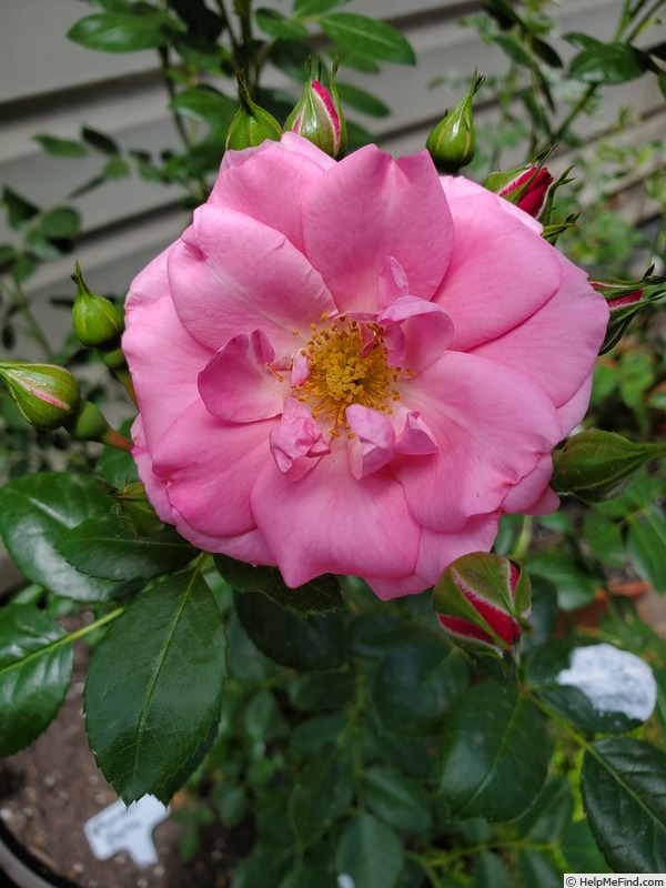 'Morden Belle' rose photo