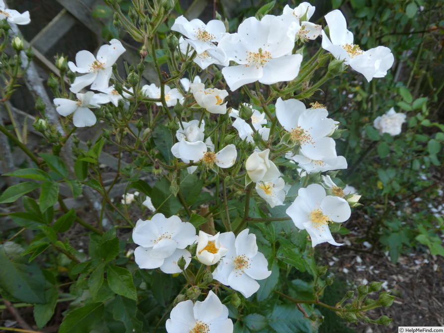 'Rosy Boom ® Weiss' rose photo