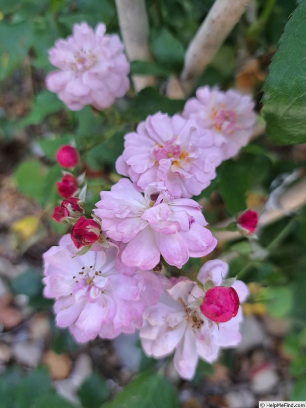 'Petite Coquine de Chédigny' rose, click to enlarge 'Petite Coquine de Chédigny' rose photo