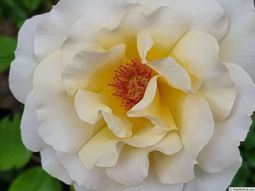 'Anastasia® (hybrid tea, NIRP, 2001)' rose photo