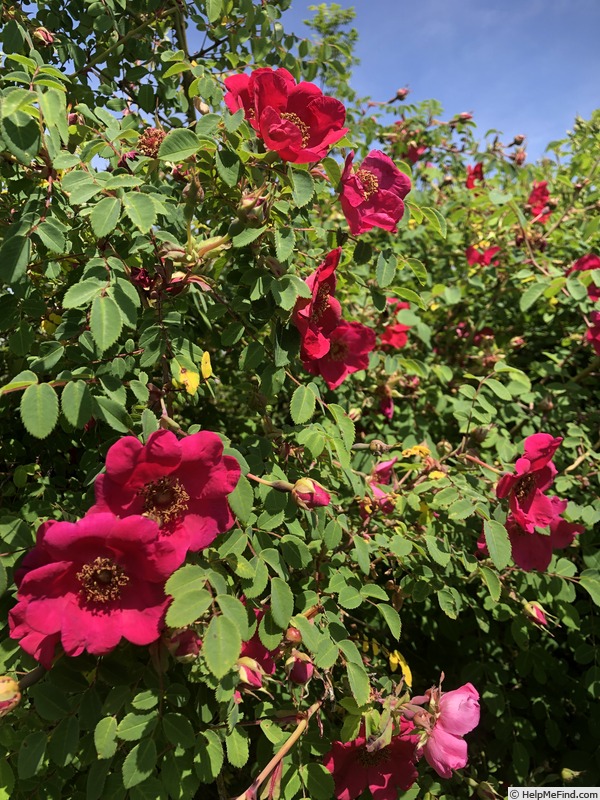 'AKA 130-18' rose photo