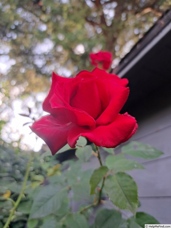 'Hacienda ®' rose photo