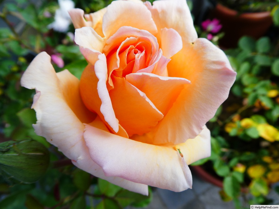 'Over the Moon ®' rose photo