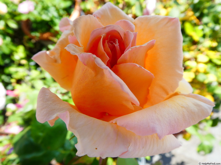 'Over the Moon ®' rose photo