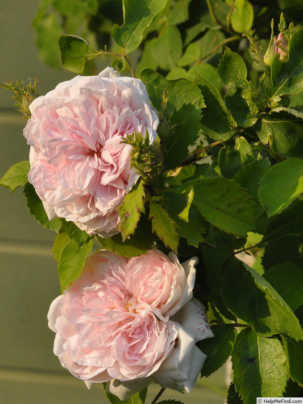 'Frau Karl Druschki X Cristata' rose photo