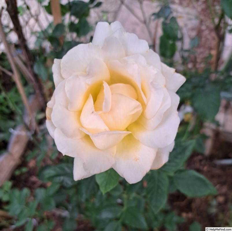 'Anastasia® (hybrid tea, Adam before 2011)' rose photo