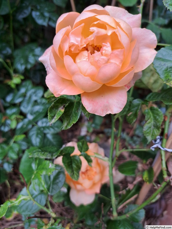 'King Arthur ® (floribunda, Harkness, 1988)' rose photo