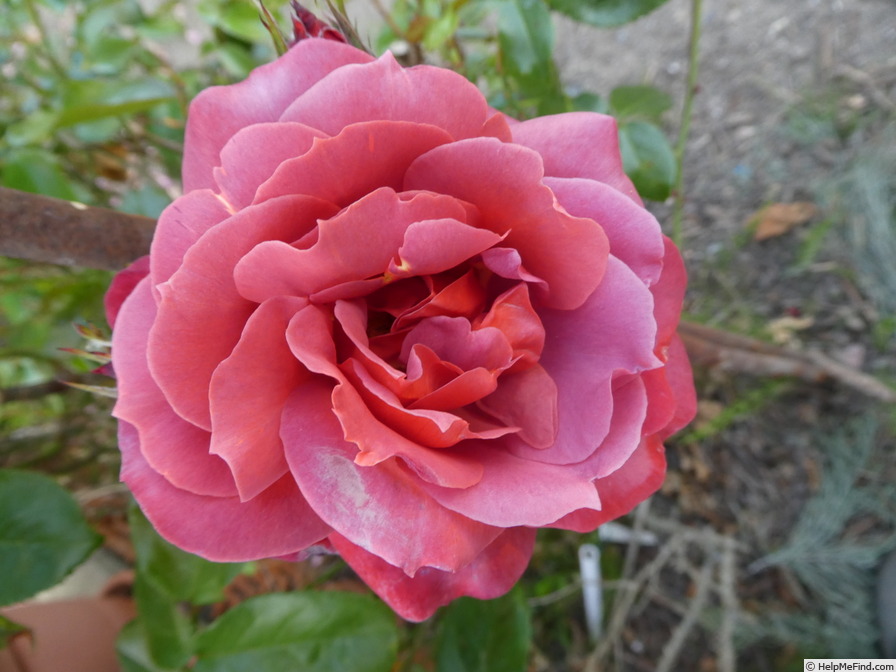 'Hot Chocolate (floribunda, Carruth 2001)' rose photo